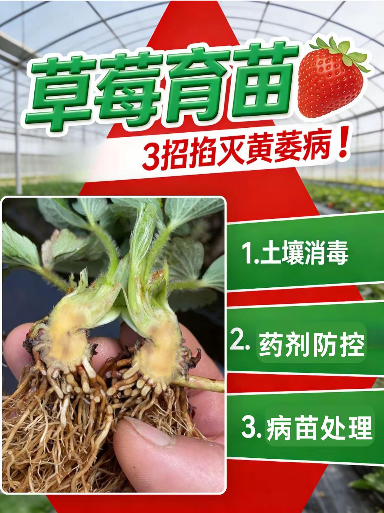 草莓育苗3招掐灭黄萎病。草莓育苗 黄萎病 草莓种植