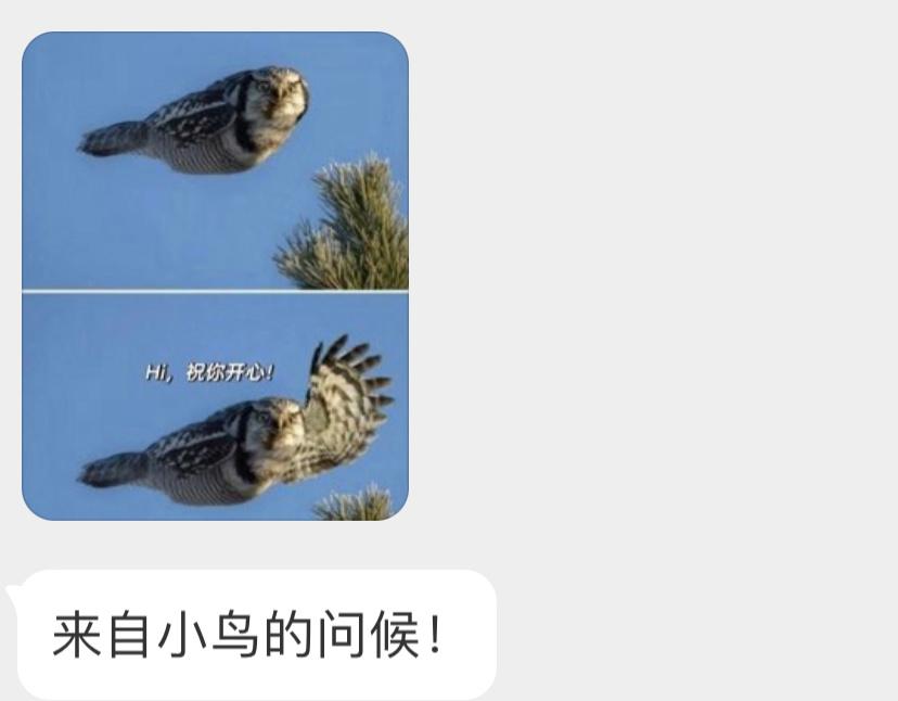 路过的猛鸮🦉向你发来问候（下面一张翅膀p的 ​​​