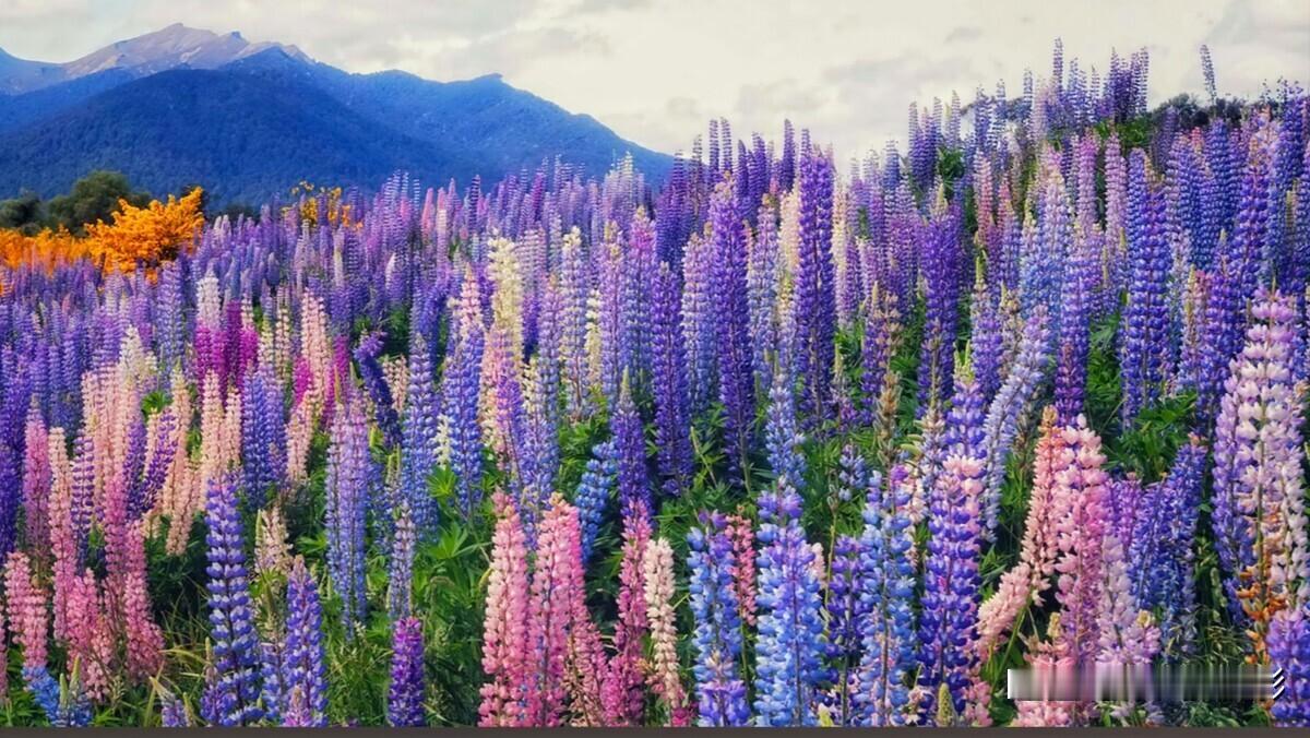 新西兰??鲁冰花太美啦
?景点风光：新西兰南岛
?美食推荐：当地特色鱼薯搭配
?