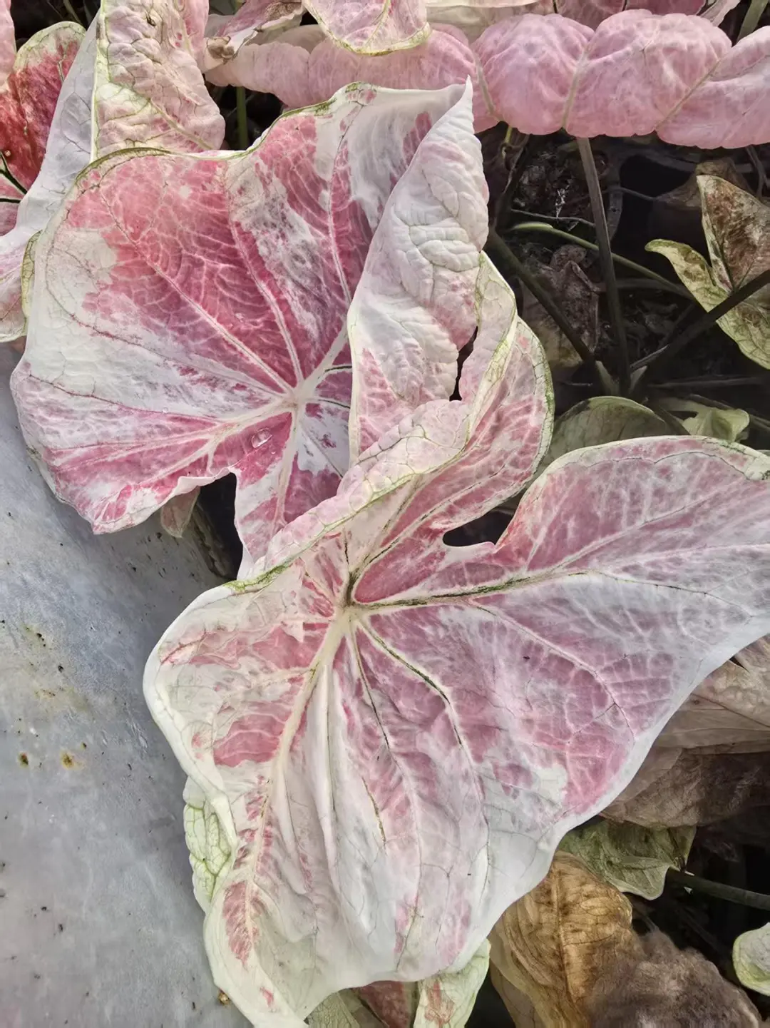 乌冬真的绝美怎么可以没有！！！