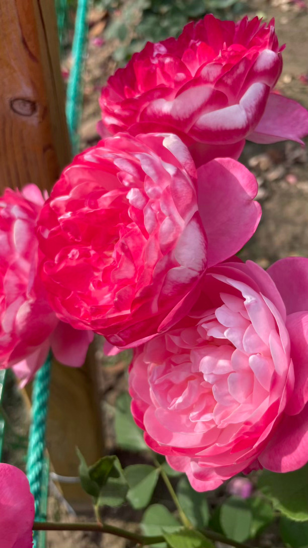 花色怡人 郑州·郑州市月季公园