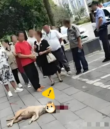 这下真遇到狠人了！四川一位大妈遛狗不拴绳，大狗扑上去把一位大哥胳膊咬出血，大妈冲