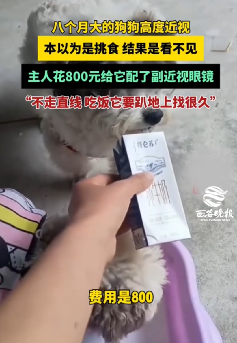 小狗近视主人花800元给定制眼镜河南一只8个月大的小狗，因为800度高度近视，总
