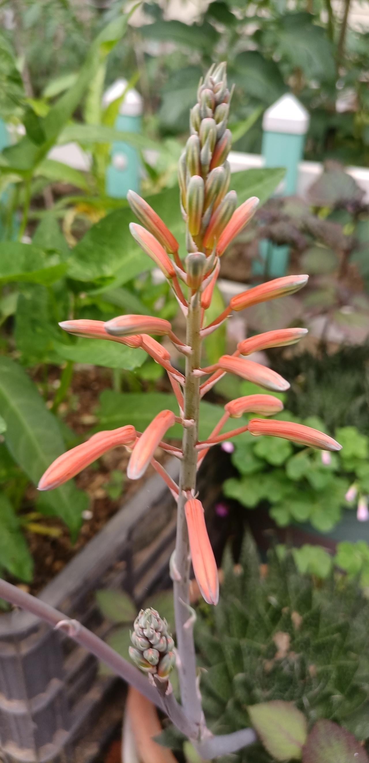 【夏之韵·人生最聪明的态度】真心话茶局
人生最聪明的态度就是：
改变可以改变的一