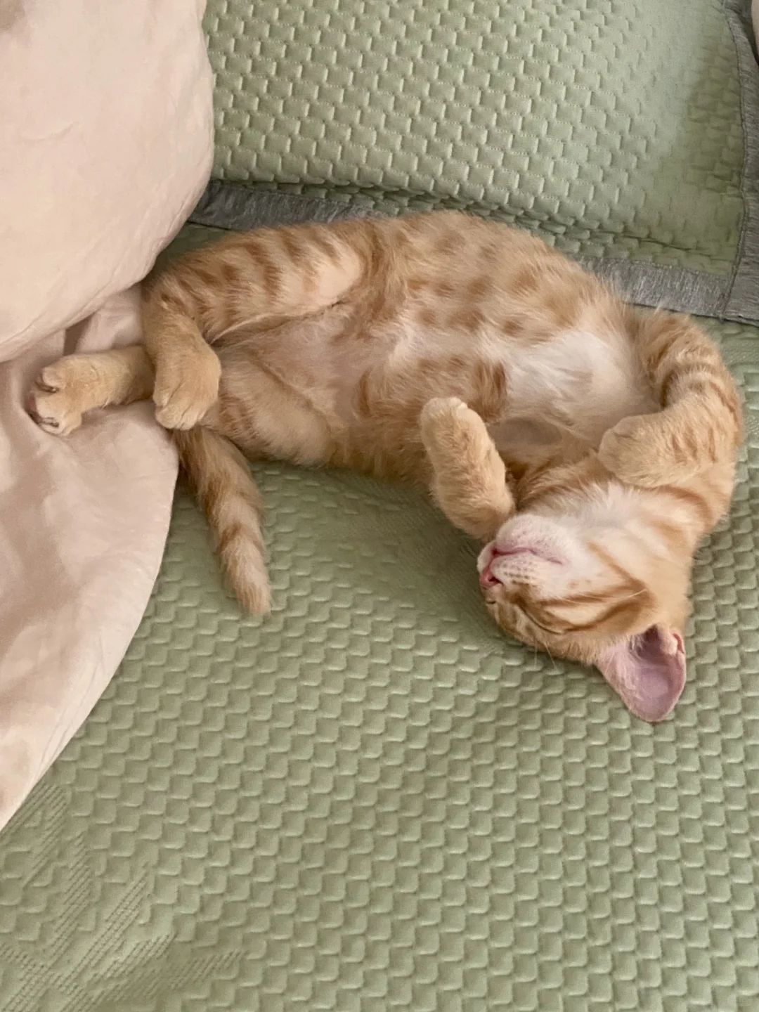 小橘猫睡姿集合了！捡来的小流浪好可爱