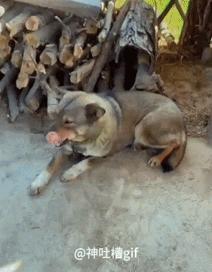 男人把狗子当兄弟，这待遇连人都羡慕了
最近看到一件特别有意思的事，说有个男人对他