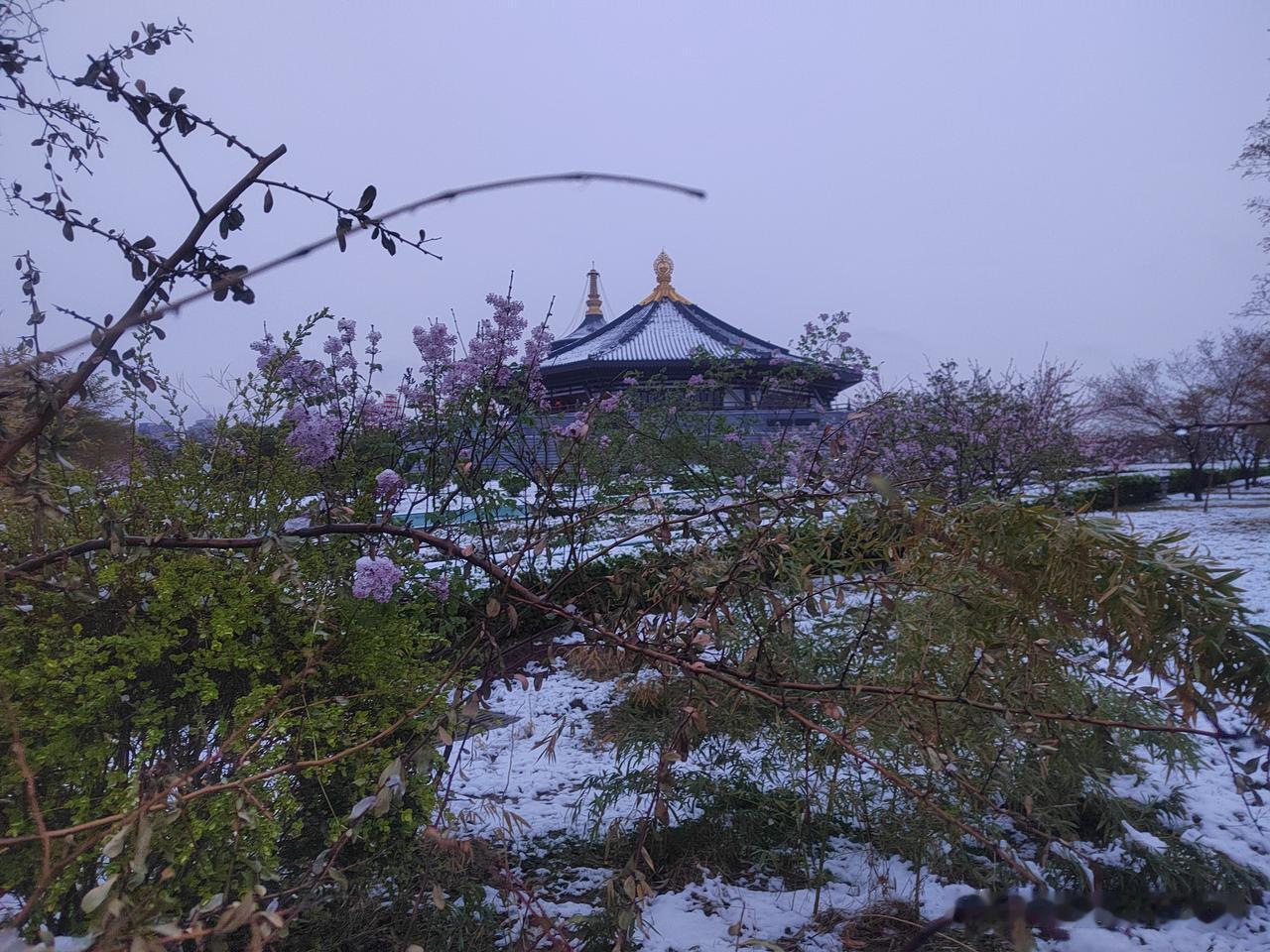 洛阳的大雪应该在路上了，今天这阴云密布加上气温骤降，很显然气氛已经烘托到位了，就