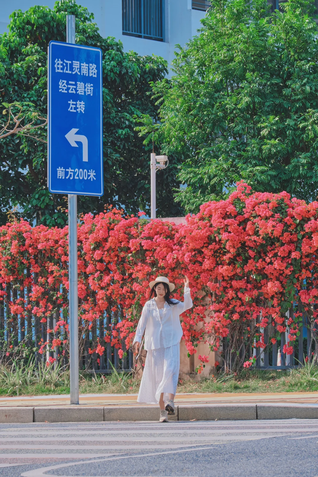 就在广州‼️路口这片三角梅瀑布🌸真的太美啦