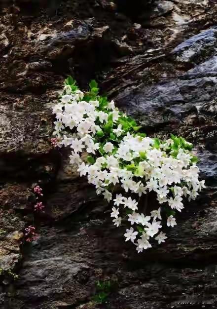 春天的北京房山惊现绝壁双绝，生命力太顽强了，美爆了绝壁上的植物 房山登山 房山断