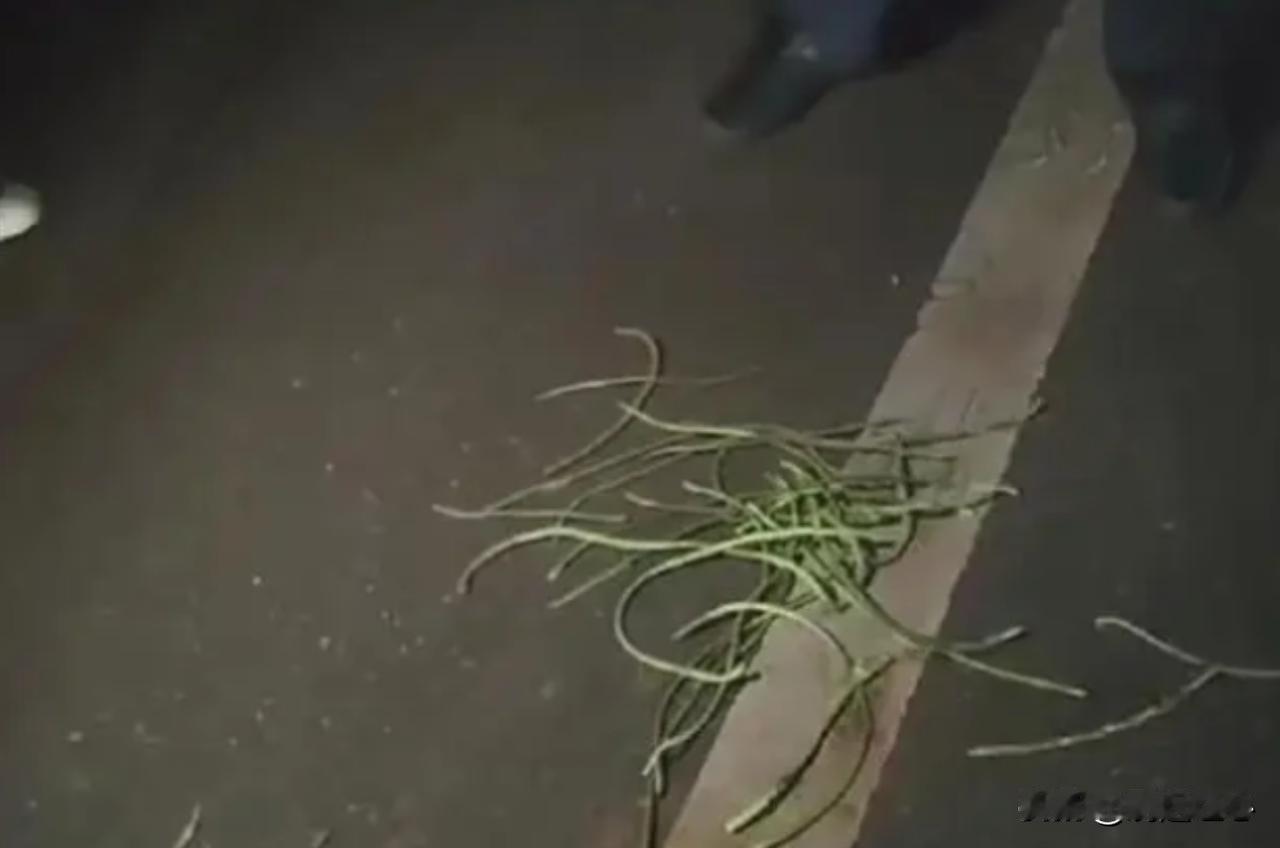 公职人员勾结教师，竟然能做出这样的事？太无视法律了！

一天晚上，村民们听到菜地