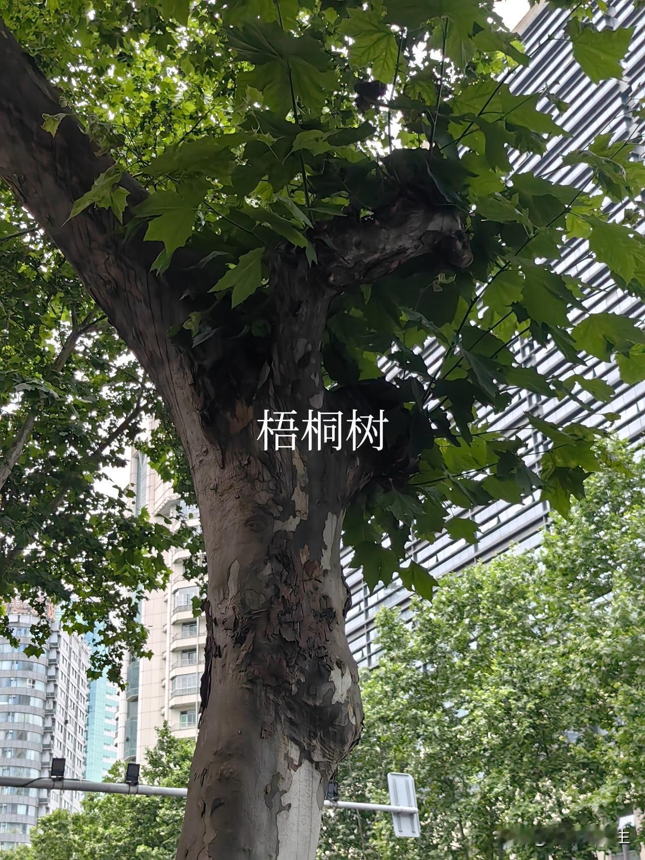 我新发布的内容被官方推荐啦！👍你也快来发布一条吧！带