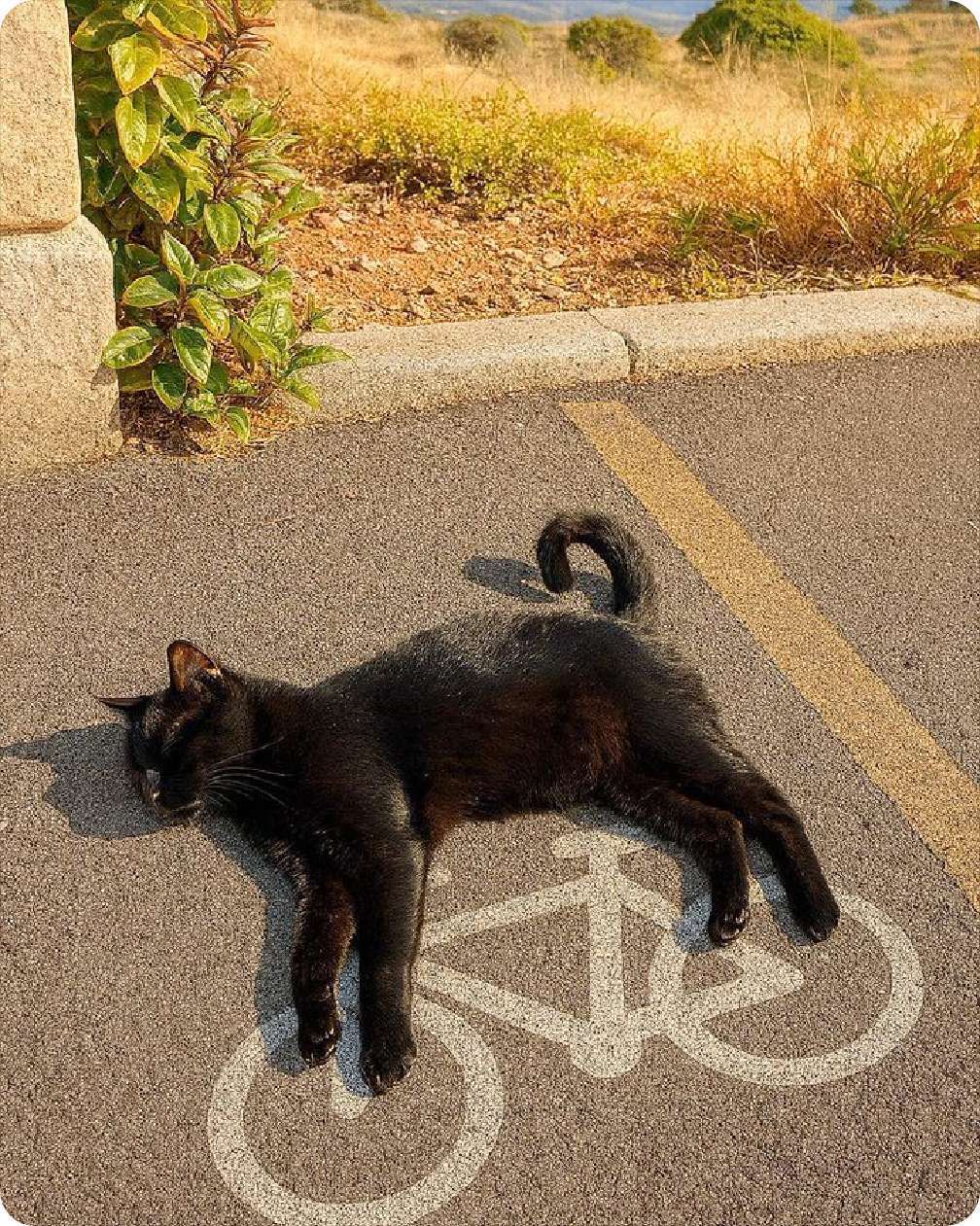 [奶牛猫]  🐱🚲  🚲 ​​​