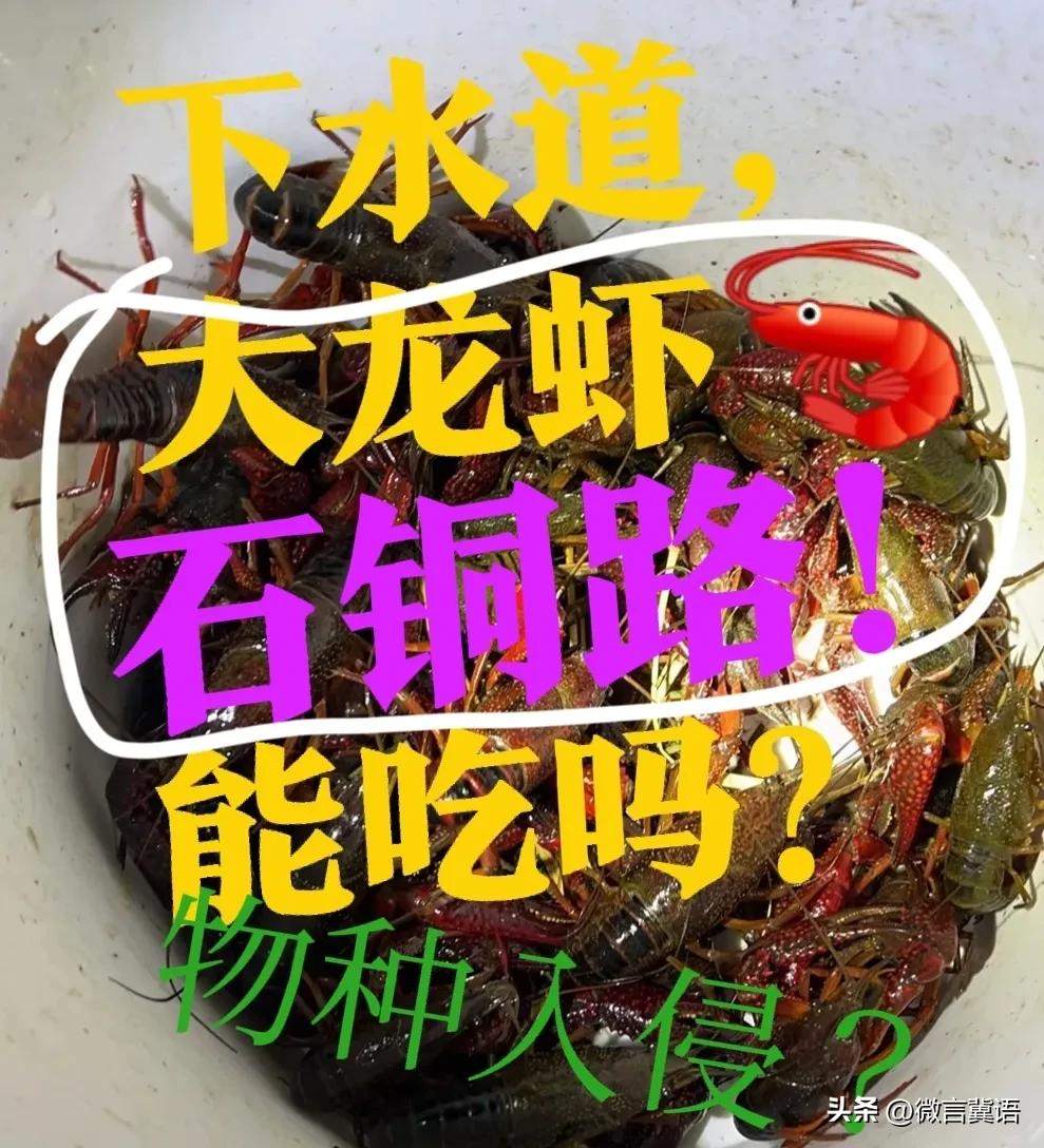 【石铜路下水道，小龙虾】 这个不是入侵物种吗？别随便吃，不怕有毒吗？
位置在青银