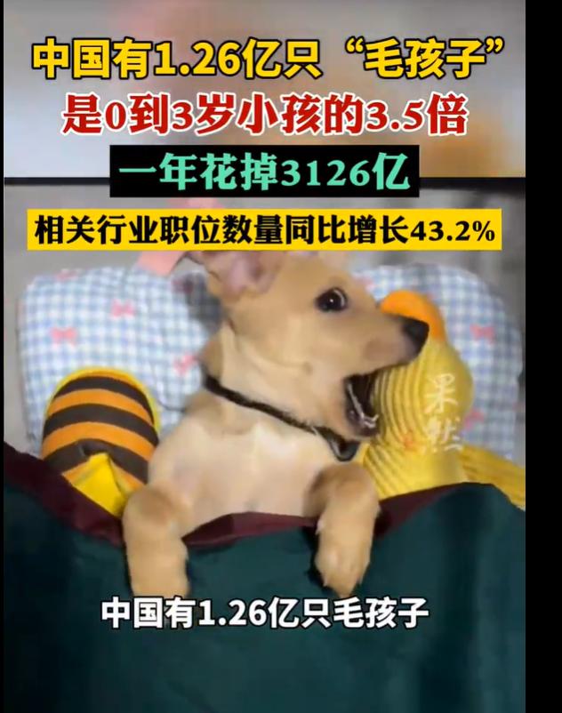 养宠物该收宠物税了！

最新数据统计，咱们国家现在有1.26亿只"毛孩子"，宠物