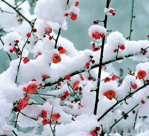 下联：冬雪无心弄梅花。