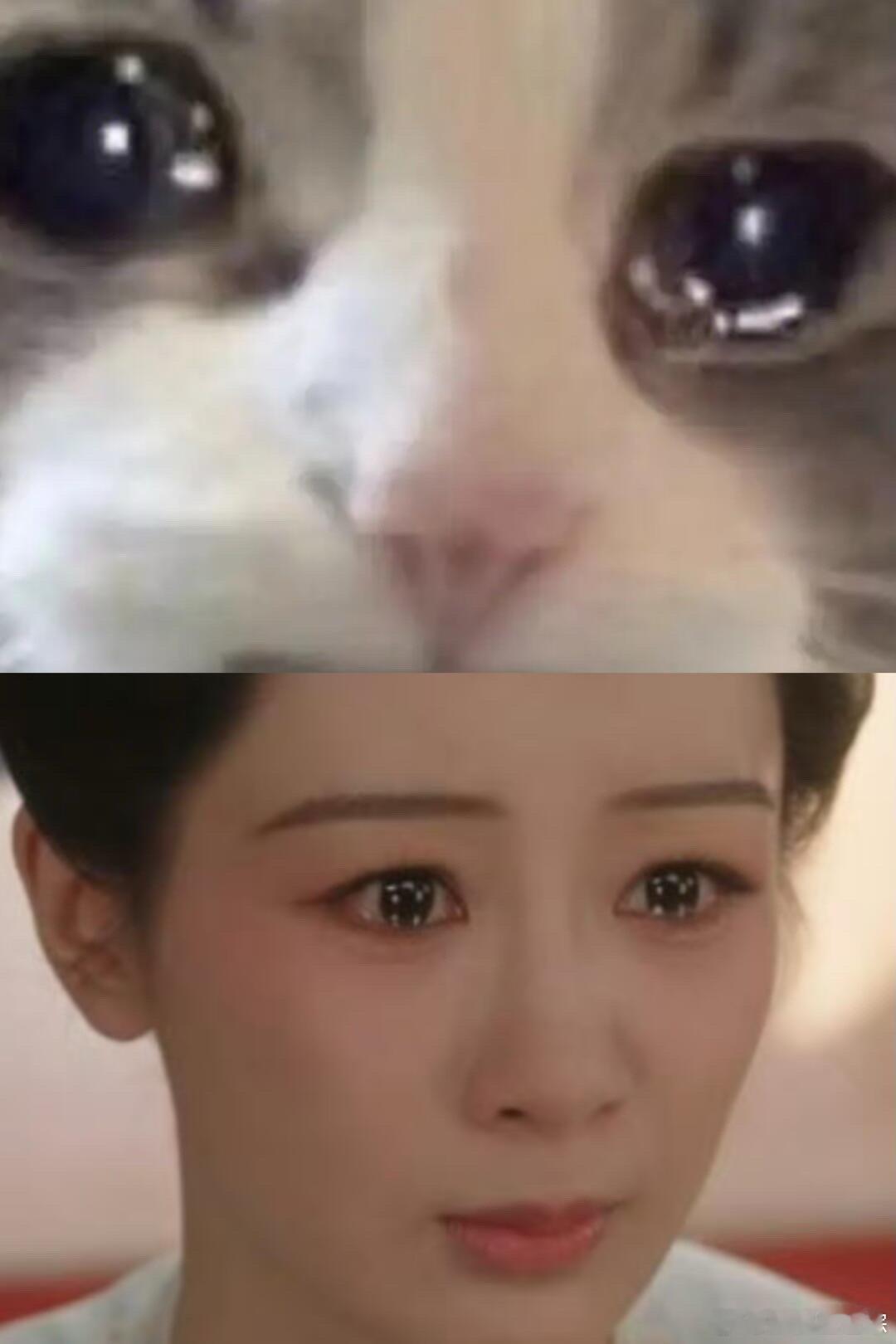 对不起 但真的好可爱流泪猫猫头何惟芳被吓到了，哭得像个小可怜🥺 