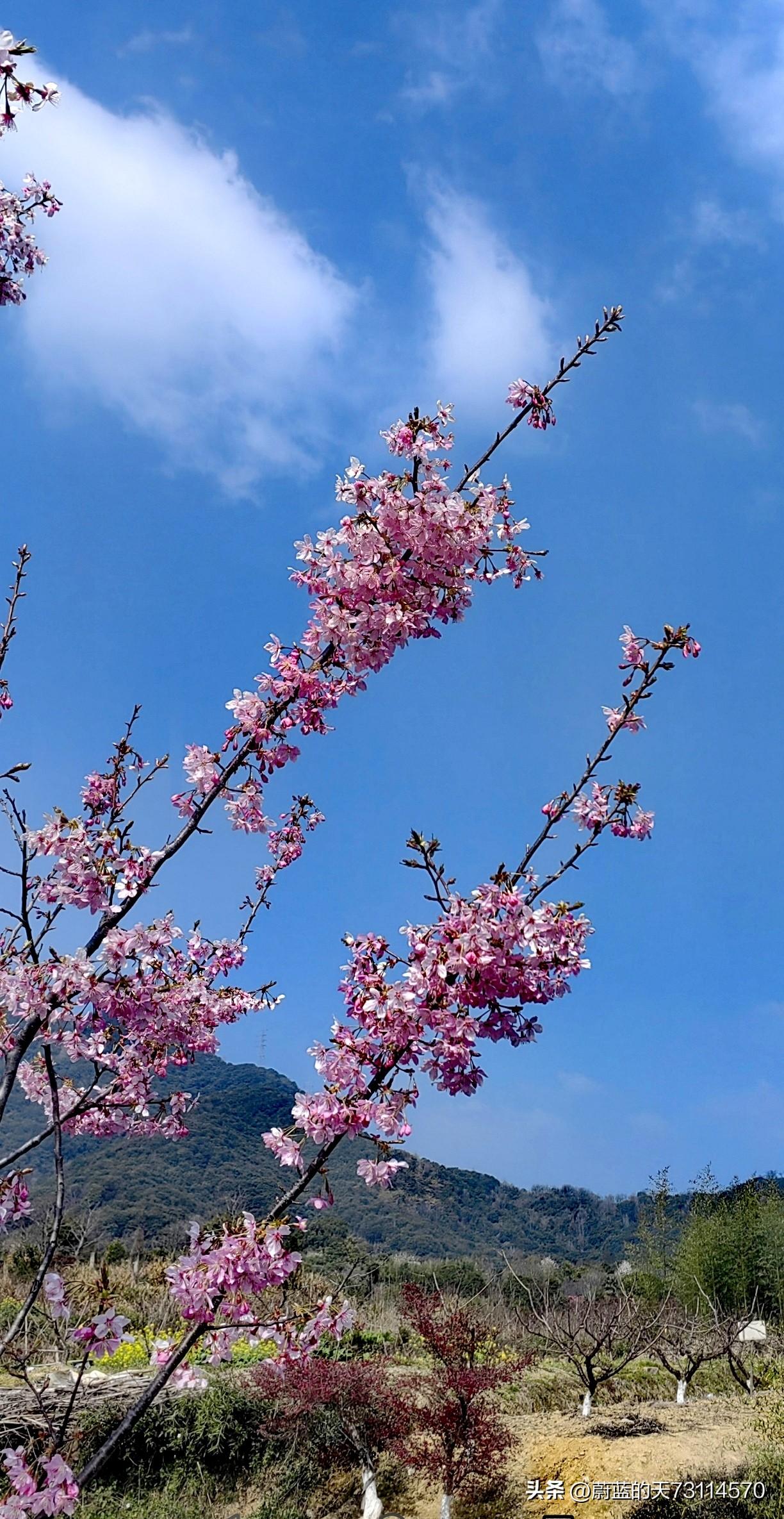 春天翩然而至，樱花肆意绽放，那景致着实美得令人陶醉。树上繁花层层叠叠，挂满了枝头