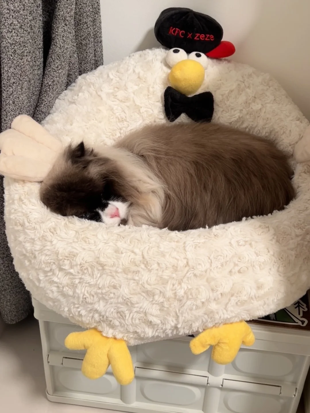 他真的好喜欢自己的小鸡窝🐤