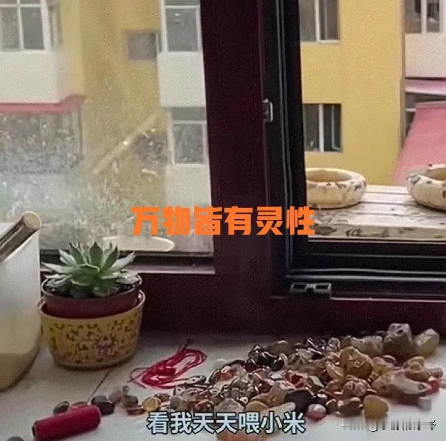 万物皆有灵性！黑龙江，一女子特别喜爱小鸟，每次鸟儿飞到她家窗前，她都会喂鸟儿一些