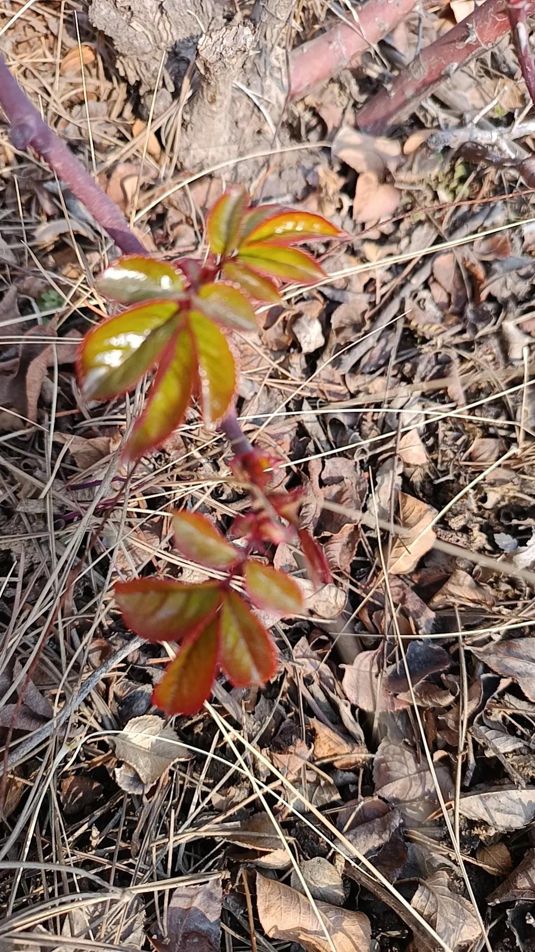 生不逢时奈何天，嫩芽迎霜自昂然。