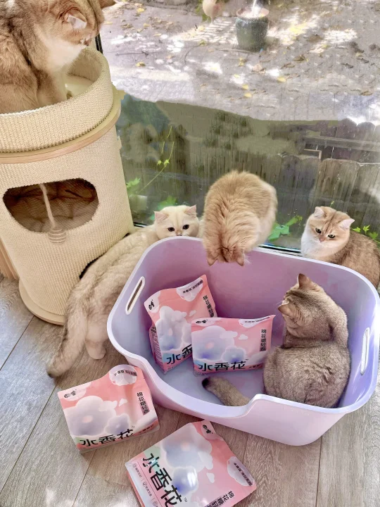 多猫家庭 | 无限回购猫砂