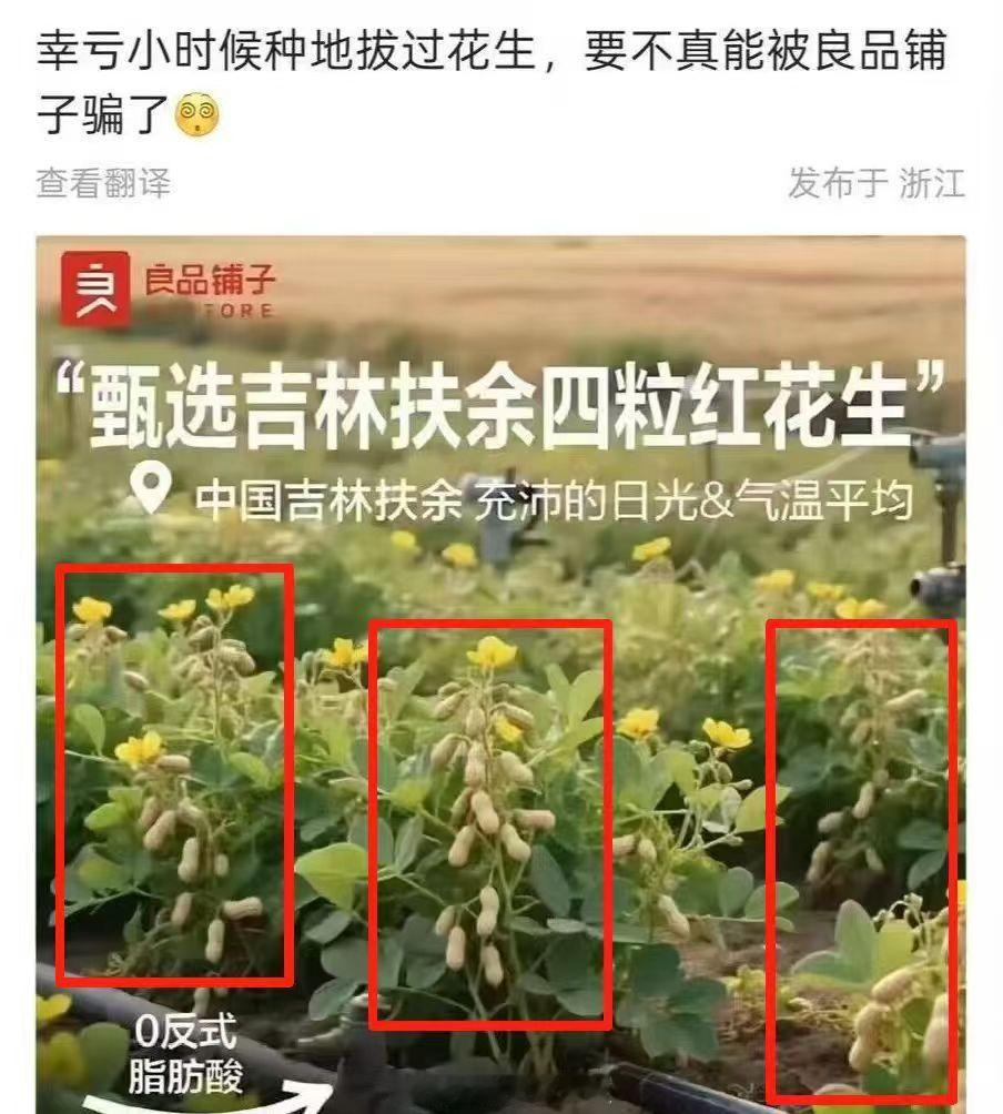 良品铺子花生上树哈哈哈，良品铺子真行，太有才了，谁家花生长在树上啊？？？  ​​