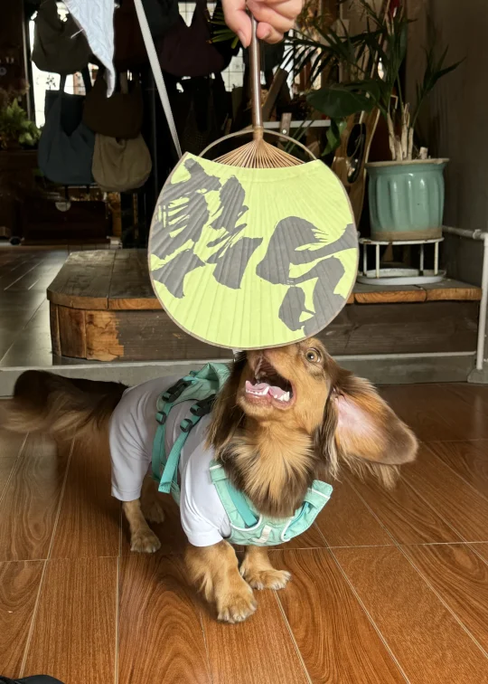 一个人也行，只是有小狗快乐好像变得更容易