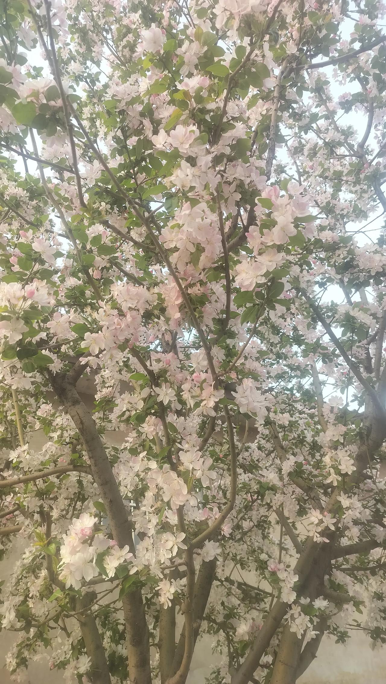 抬头撞见满树繁花，粉白花瓣挤在枝头，风一吹就簌簌往下掉。
这树就像个老邻居，每年