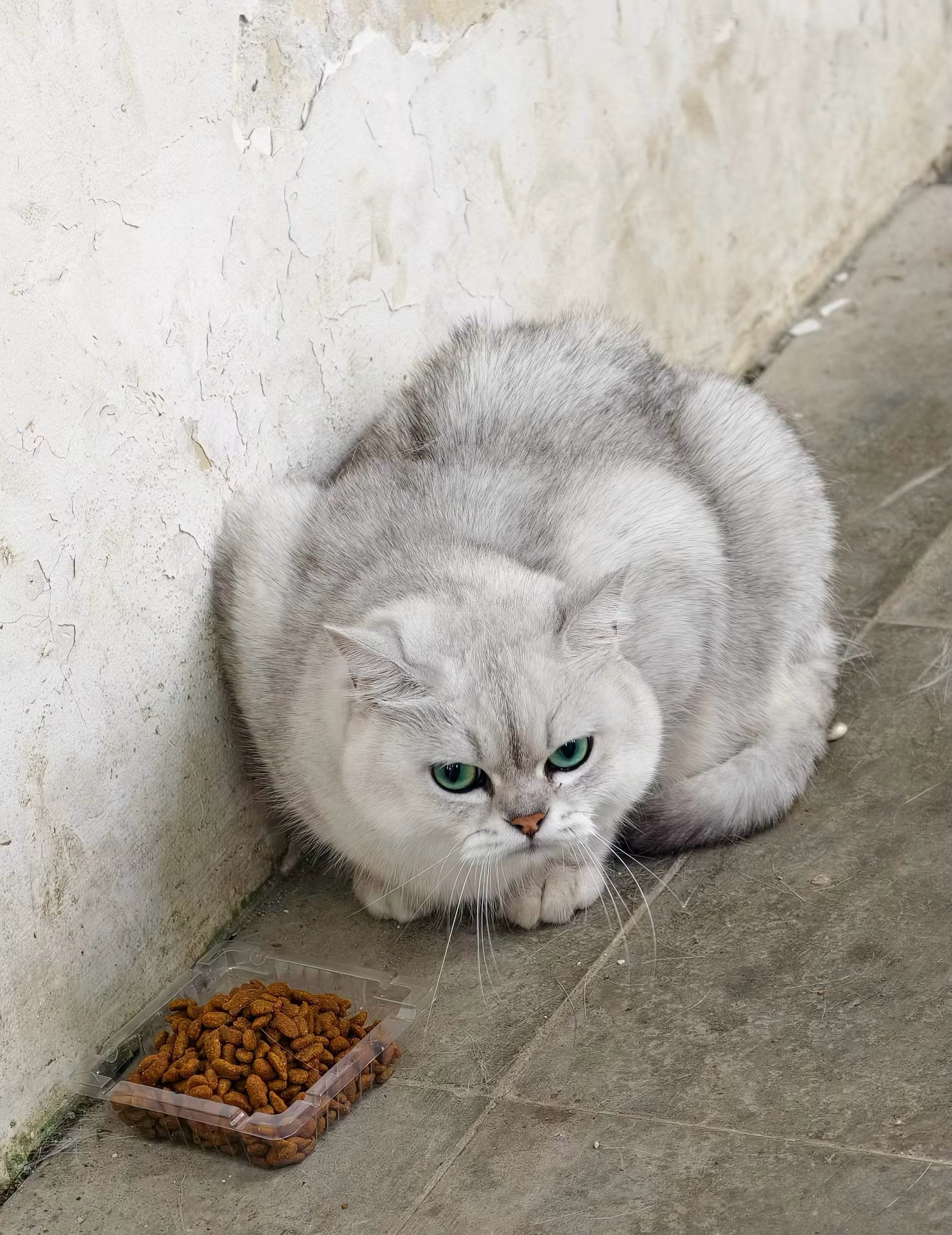 治愈所有不开心的瞬间只需要一只小可爱🐱 ​​​