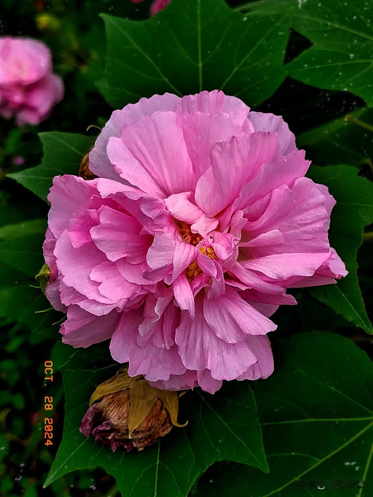 #秋日生活打卡季#木芙蓉盛开
秋风轻拂芙蓉面，
粉红娇艳映日边。
盛开如霞似锦绣