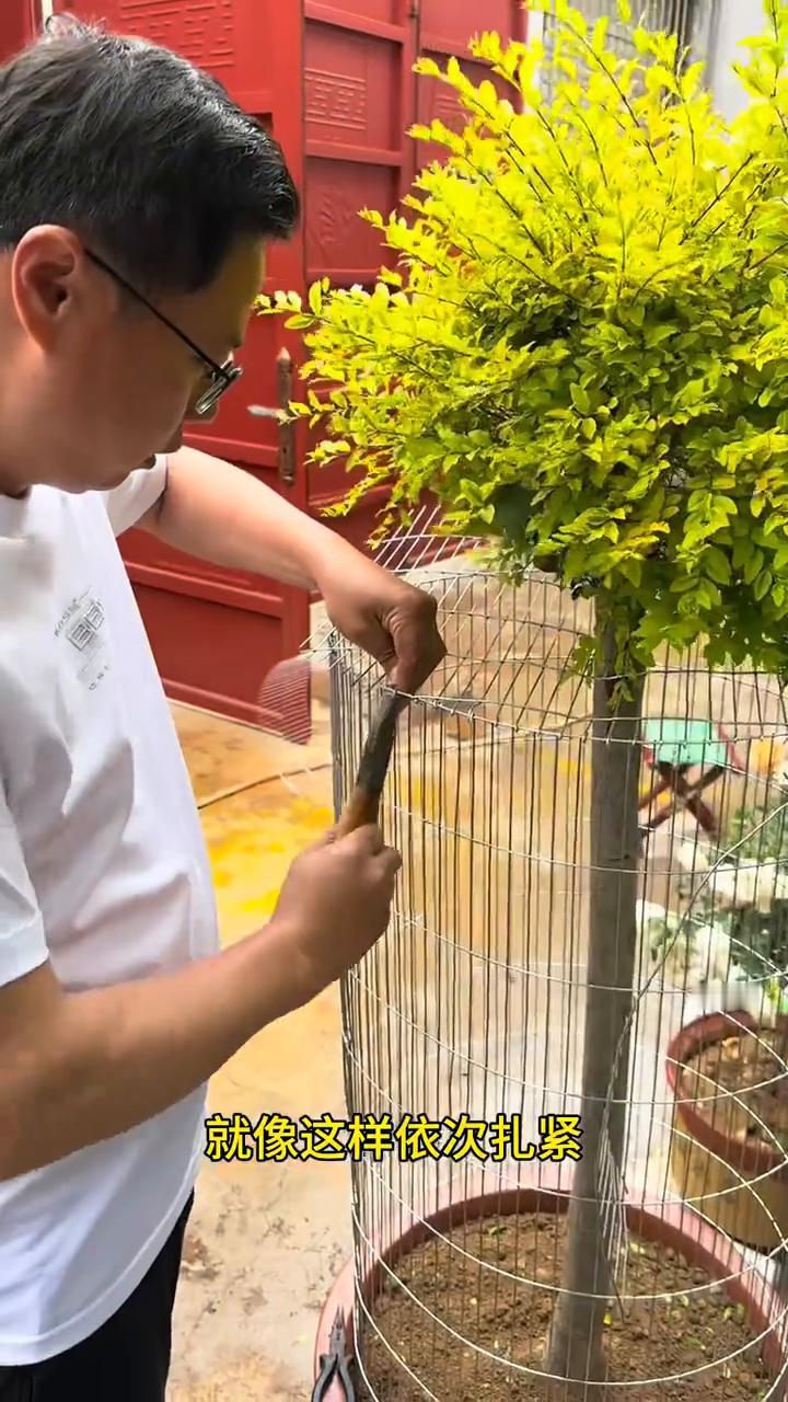 给小鸟做一个游乐园，制作教程分享给你们。
·网尽量大点，树尽量选直溜一点的，上面