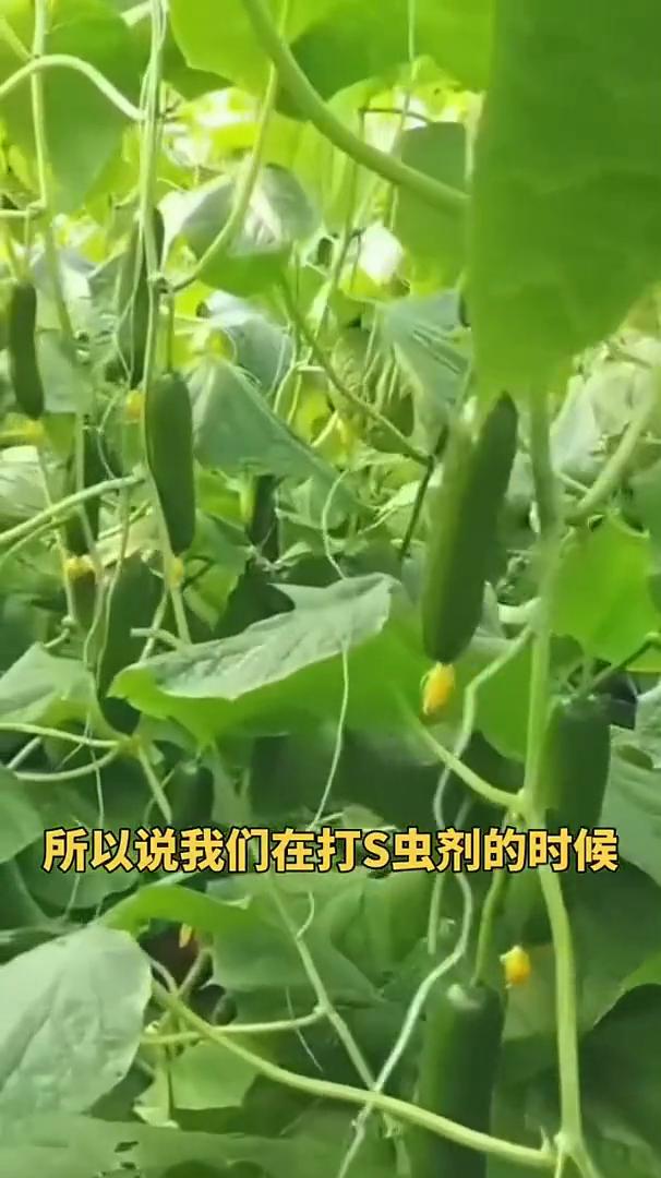 最近红糖、白糖、葡萄糖非常火，但是老百姓不知道怎么用了，今天给大家全面的分析一下