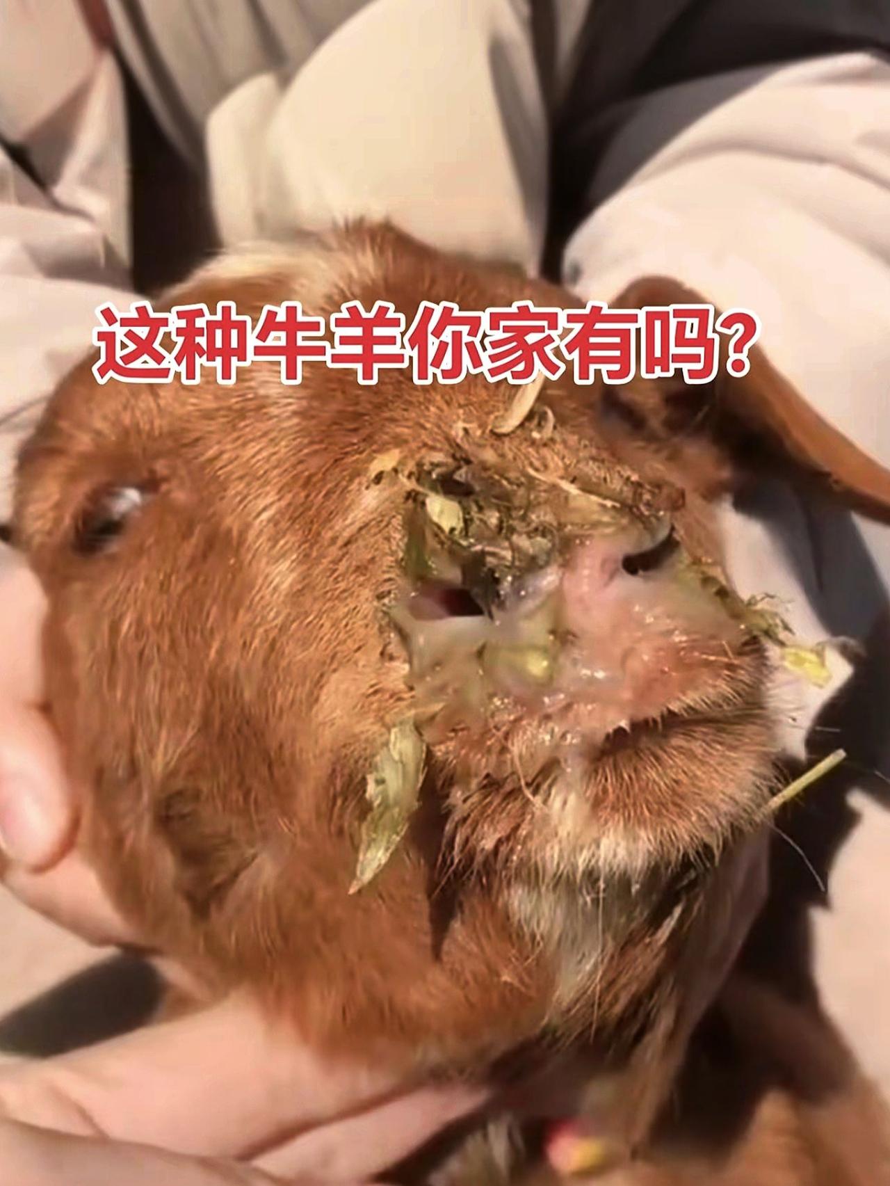 养羊人 农村养羊 牛羊养殖