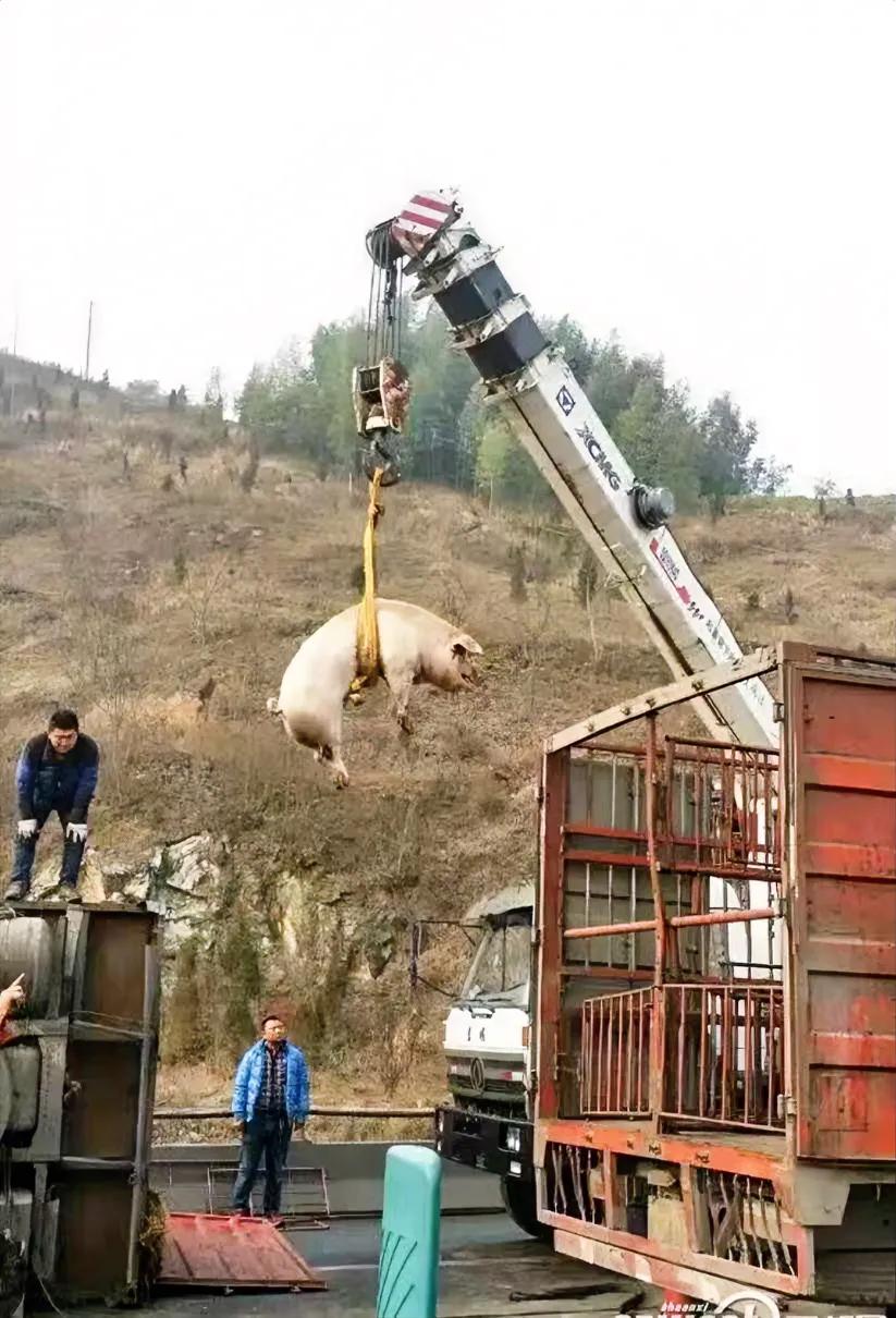 又快过年了，又到了宰🐷宰🐔宰🦆宰🦢等准备过节的时候了吧[抠鼻]和家人一起