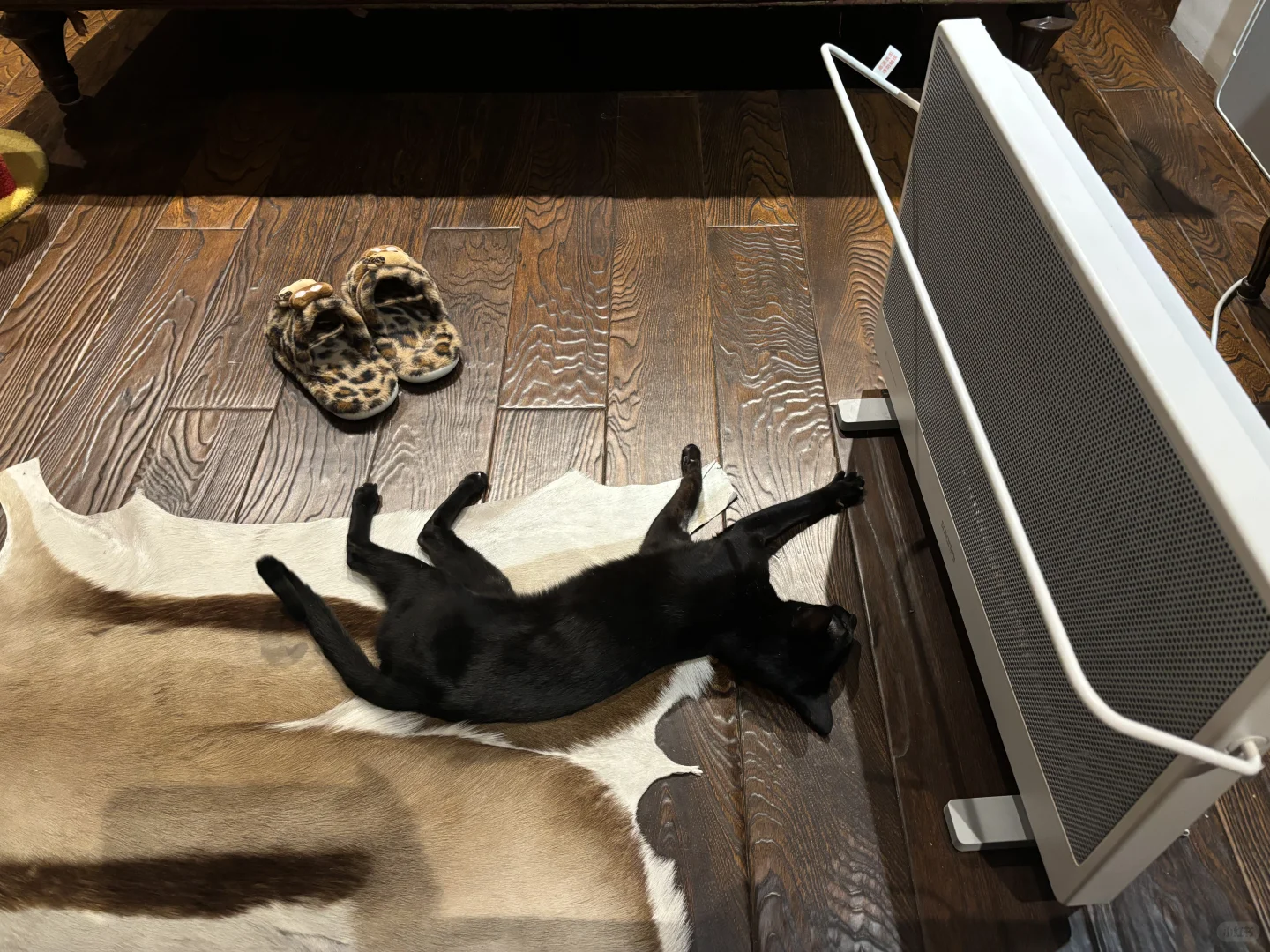第一批烤火的小猫已准备就绪
