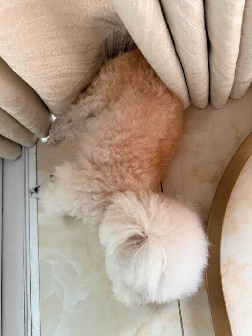 九点居家现状：俩娃一狗全在补觉，岁月静好不过如此