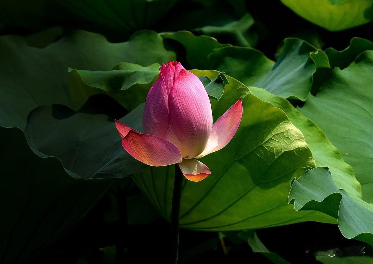 荷花绽放夏季新品