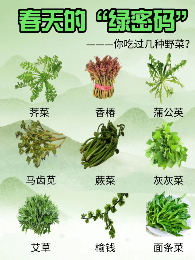 挖野菜啦！9种春天必吃的宝藏野菜你吃过么