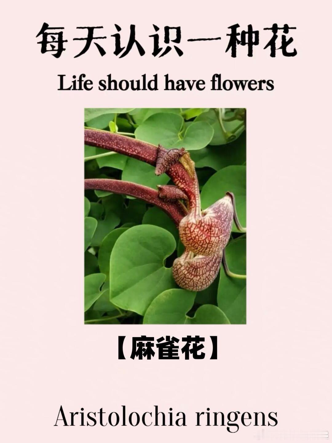 远看像麻雀近看是朵花有点分不清是花还是小鸟了远观枝间似落俏皮麻雀，近赏才晓是奇花