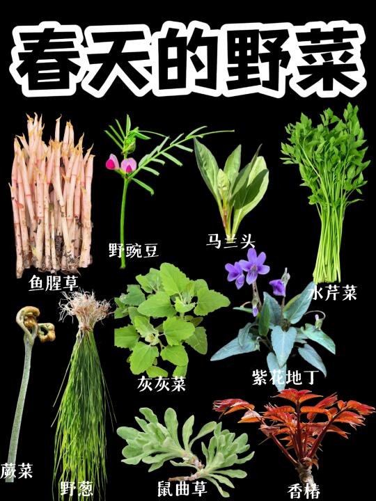 【春天的野菜】打野的季节到了