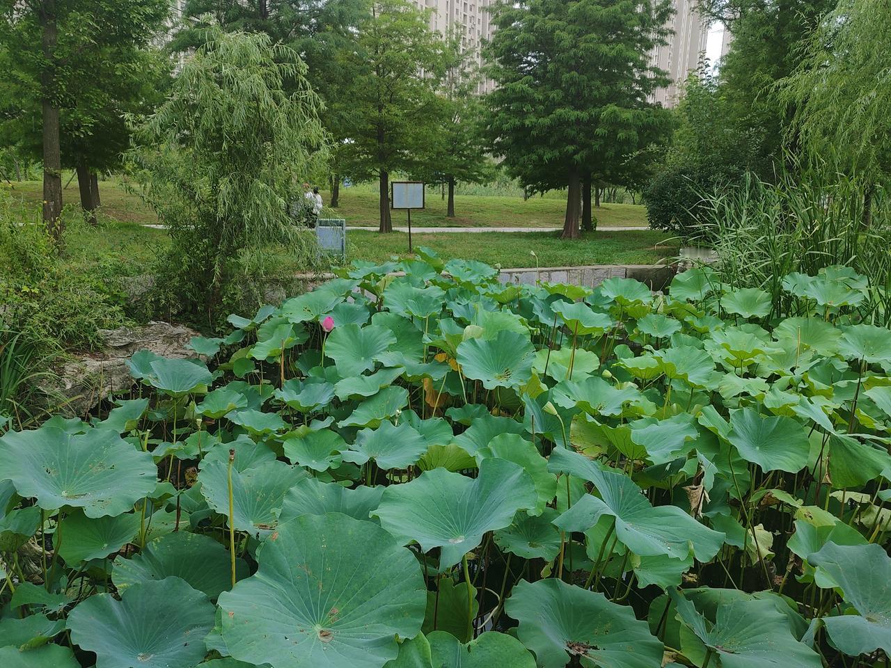 晒图笔记大赛怀念一下夏天的荷花。来年一样盛开。