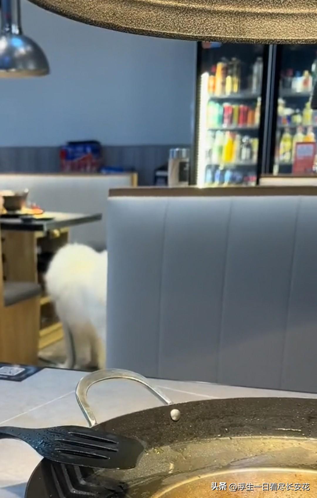 狗进店，这一幕发生在黔悦来贵州烙锅（乐创城店）里。从图片来看，不是小型犬，而是大