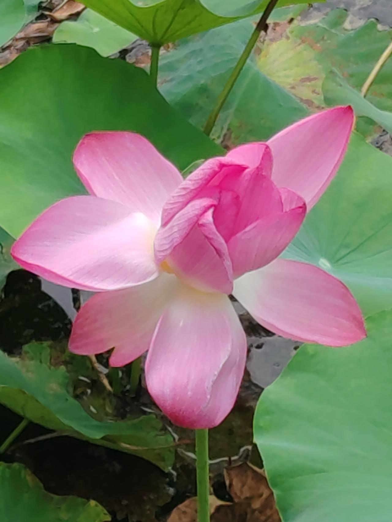 上联：雨打芭蕉声声翠，如何对下联风舞荷塘阵阵香