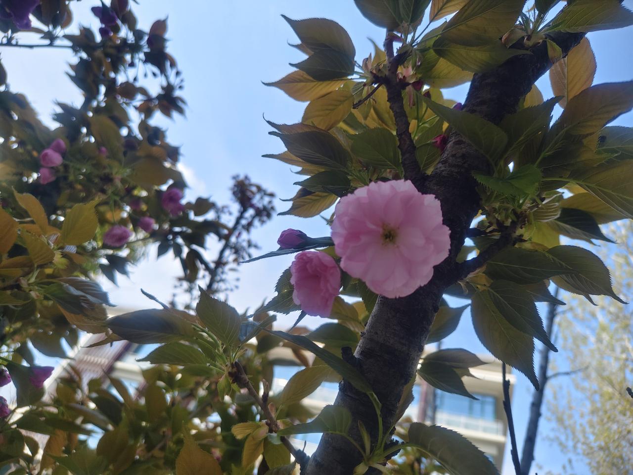 晒图笔记大赛 春日暖阳下，粉嫩樱花绽放的美丽瞬间。