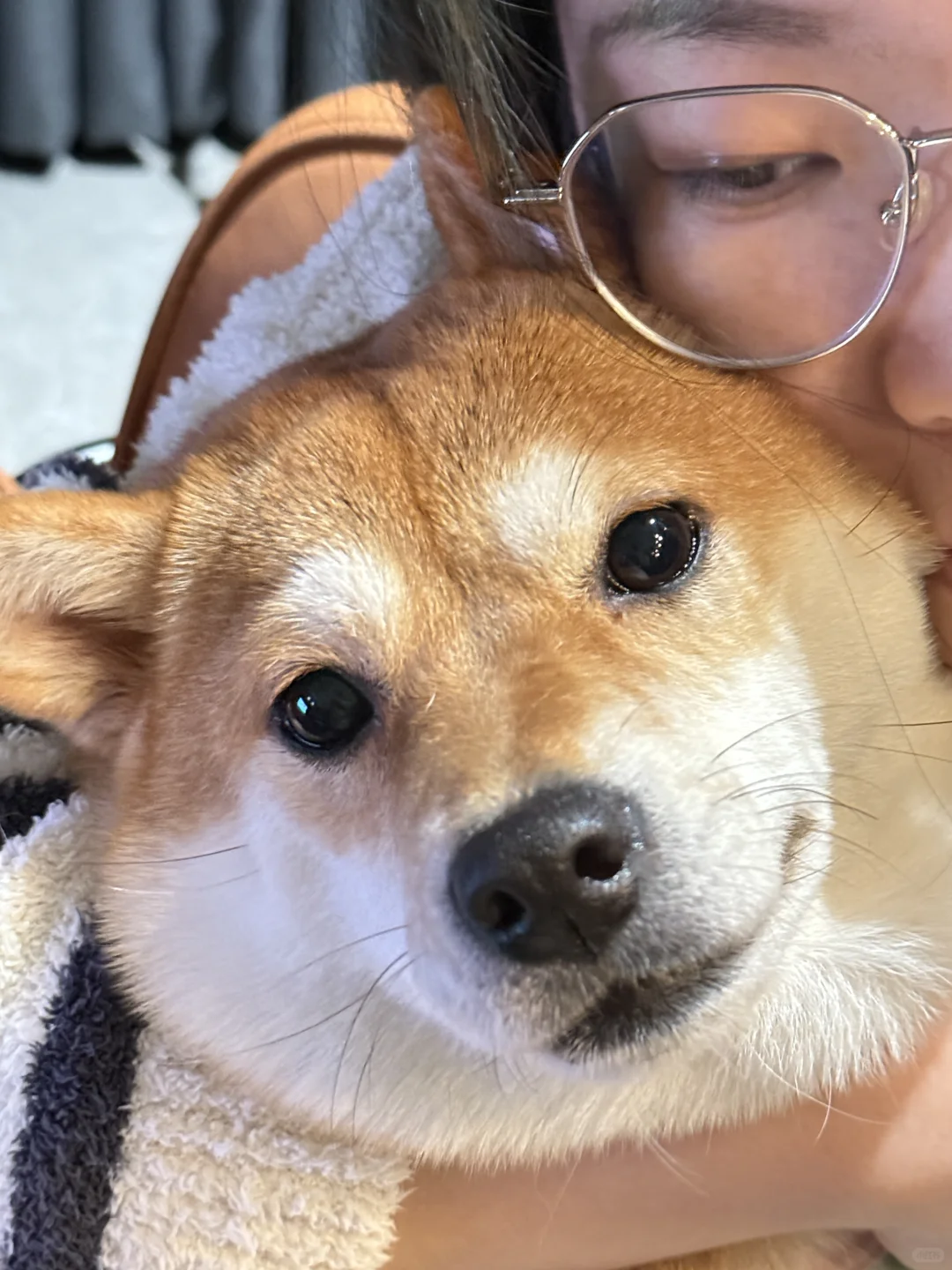 出来玩 但是想小狗