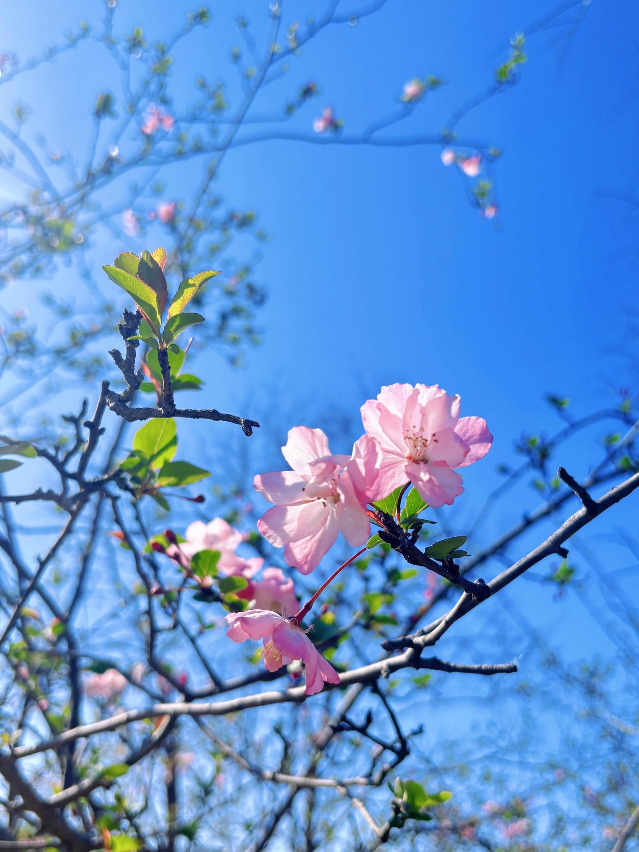 抬头撞见春日限定的浪漫。湛蓝天幕下，海棠花簇顺着枝桠肆意舒展，粉艳与新绿交织，每