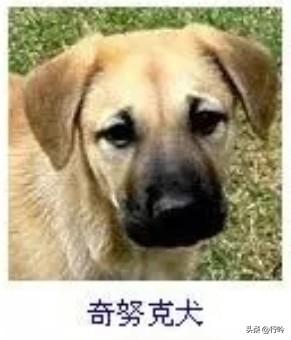 菩萨蛮35·奇努克犬
       茸毛暖作春云色，苔痕浅衬青郊碧。垂耳覆柔温，