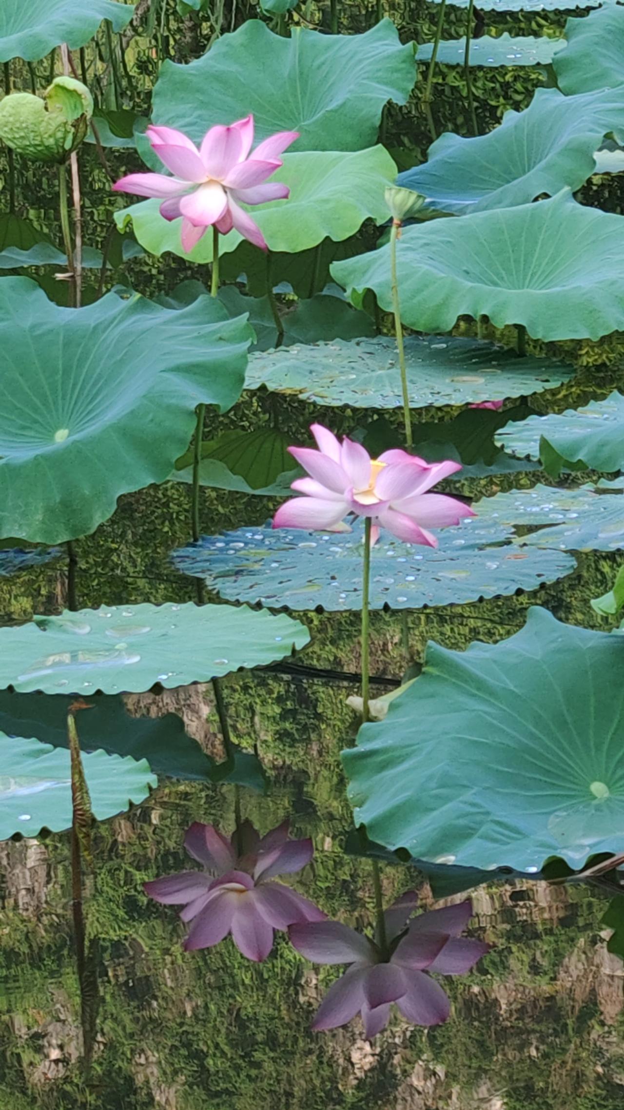 中国摄影圈《夏荷依旧》