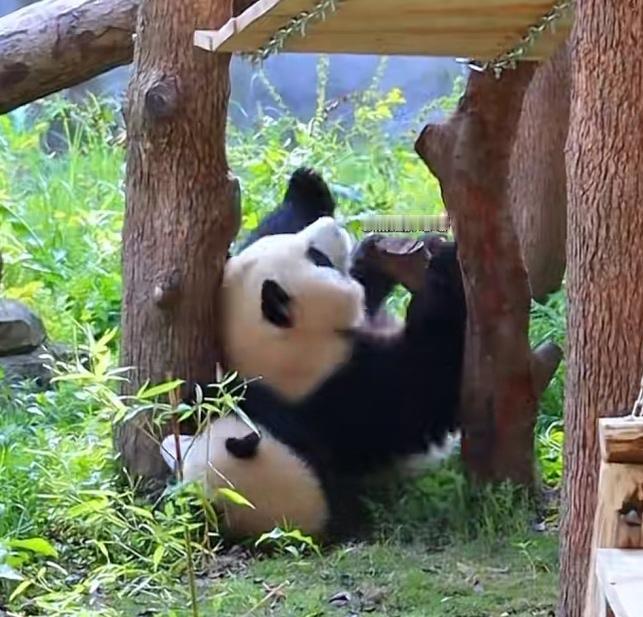 良月在吊桥上逗桥下的小月亮玩，一个没趴稳，掉下来砸在了小月亮身上，把小月亮砸出了