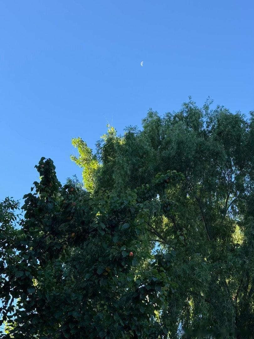 一树红杏出墙来，月上柳梢头